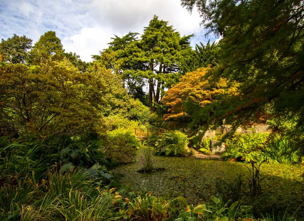The morning sun lighting up the autumn colours at the Birmingham Botanical gardens.